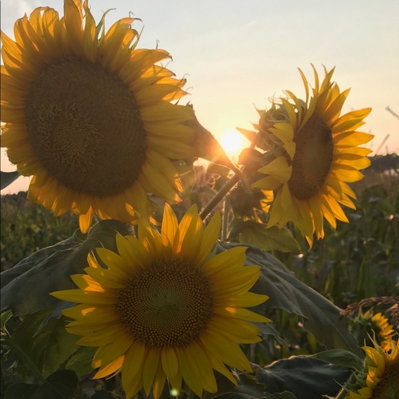 Meet your Posher, Kaylee - Picture 1 of 1